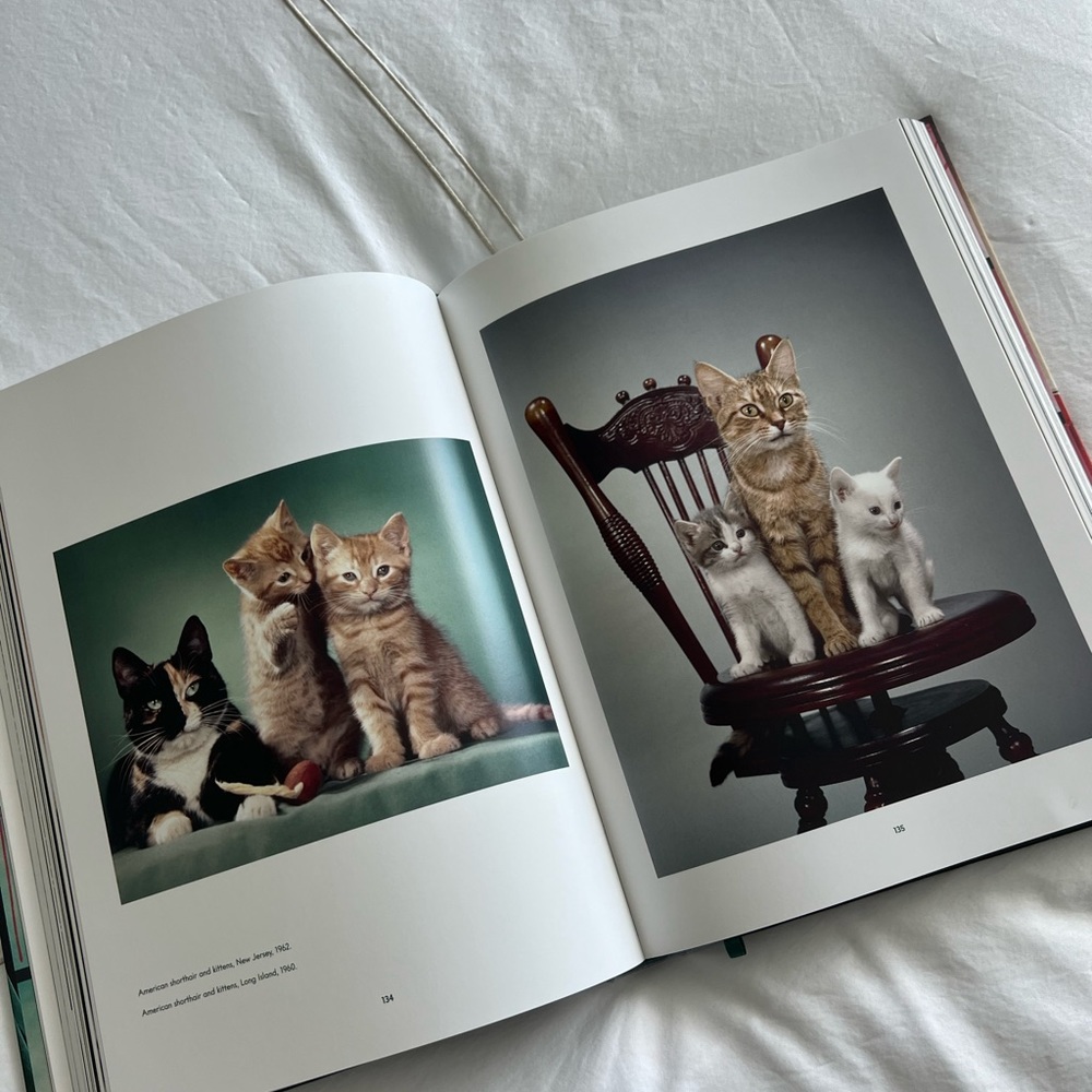 Cats Book - Picture 5 of 5